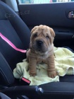 štěňata očkovaná shar-pei.