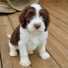Springerdoodle štěňata k adopci