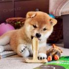 štěňata shiba inu
