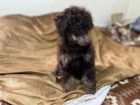 Černí a hnědí s pálením, čokoládoví a hnědí s pálením toy pudlové štěňata