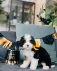 štěňata Bernedoodle.
