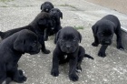Cane Corso tata