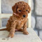 štěňata Cavapoo