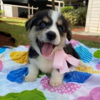 štěňata Pembroke Welsh Corgi