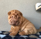štěňata očkovaná shar-pei.