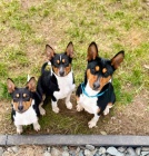 Basenji štěňata na prodej
