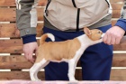 Basenji štěňata na prodej