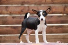 Basenji štěňata na prodej
