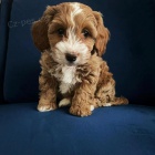 štěňata Cavapoo