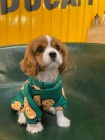 tata Kavalr King Charles Spaniel.