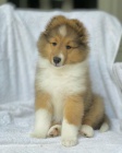 ŠTĚŇATA SHELTIE