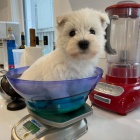 tata West Highland White Terriers