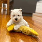tata West Highland White Terriers