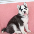 modré oči štěňata sibiřského huskyho