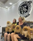Pomeranian BOO tata