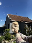 Pomeranian BOO tata