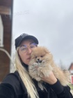 Pomeranian BOO tata