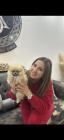 Pomeranian BOO tata