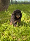 Black & Tan Toy pudl