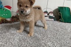 Prodám super zdravá štěňata Shiba Inu