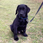 Zdravá štěňata labradorského retrívra. Schváleno veterinářem. V případě zájmu mě kontaktujte