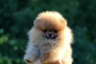 tata Pomeranian BOO, tata Pomeranian Spitz