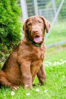 Hnědý retriever(jako hnědý labrador-chesapeake)sPP