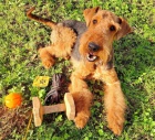 Prodm tata airedale terrier.