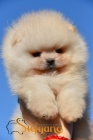 Pomeranian BOO tata