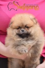 Pomeranian BOO štěňata