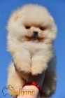 Pomeranian BOO štěňata