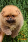 Pomeranian BOO štěňata