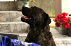 Jihoafrick mastif  tata Boerboela