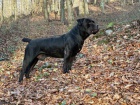 Jihoafrick mastif  tata Boerboela