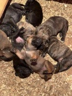 Jihoafrick mastif  tata Boerboela