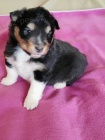 eltie - sheltie, pejsci s PP