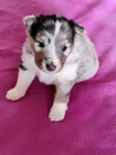 eltie - sheltie, pejsci s PP