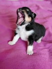 eltie - sheltie, pejsci s PP