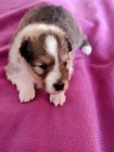 eltie - sheltie, pejsci s PP