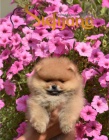Pomeranian BOO tata