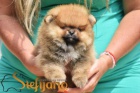 Pomeranian BOO tata