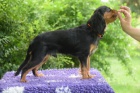 Kavalr king charles spaniel s PP tn