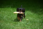 Kavalr king charles spaniel s PP tn