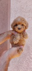 Toy pudl tata