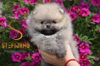 Pomeranian BOO tata