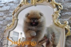 Pomeranian BOO tata