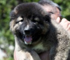 Kavkazsk ovk KRSN ttka