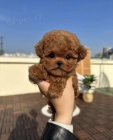 pudla Toy mini