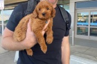 tata Cockapoo