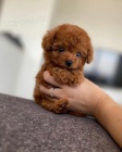pudla Toy